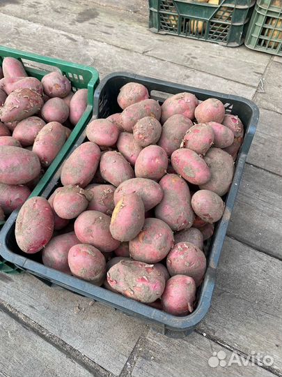 Картофель крупный