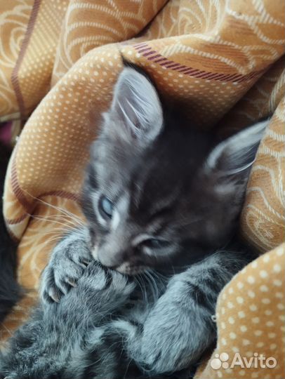 Котята Мейн куна