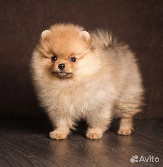 Щенки шпица мини