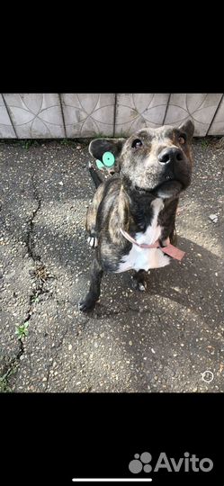 Выгуливаю собак