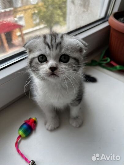 Шотландская вислоухая кошка