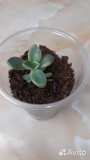 Суккуленты Граптопеталум Парагвайский