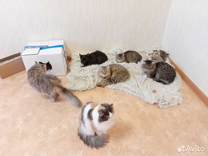 Кошки и коты в добрые руки