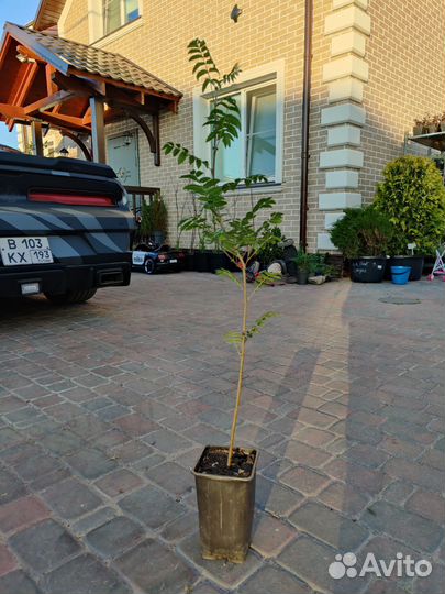 Рябина обыкновенная