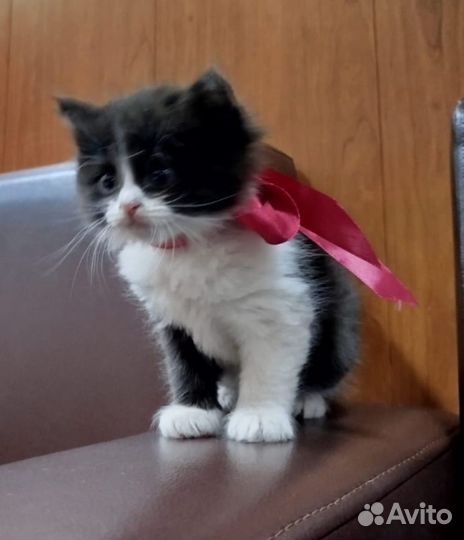 Котенок