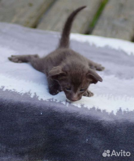 Ориентальные малыши