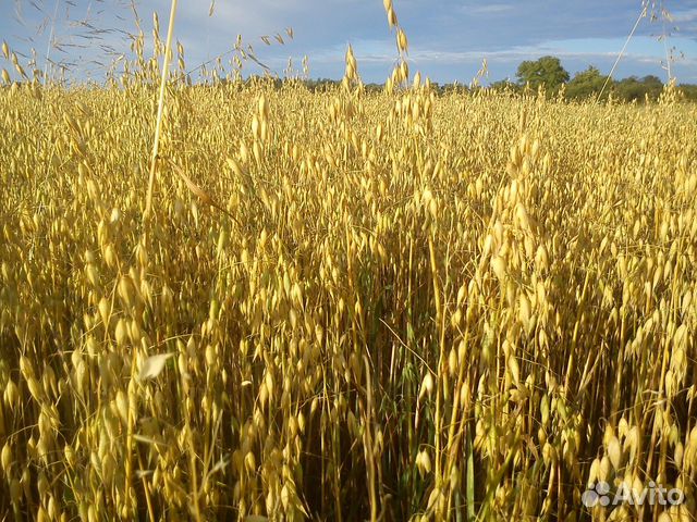 Продается овёс