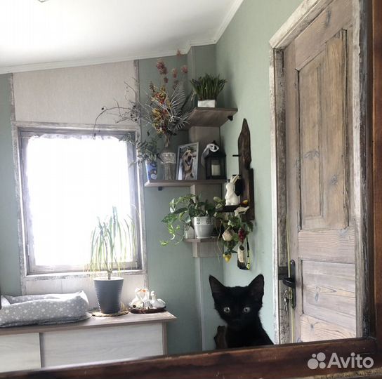 Котёнок в хорошие руки