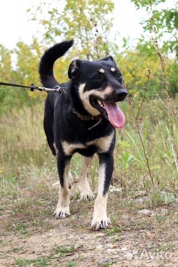 Собака Лесси