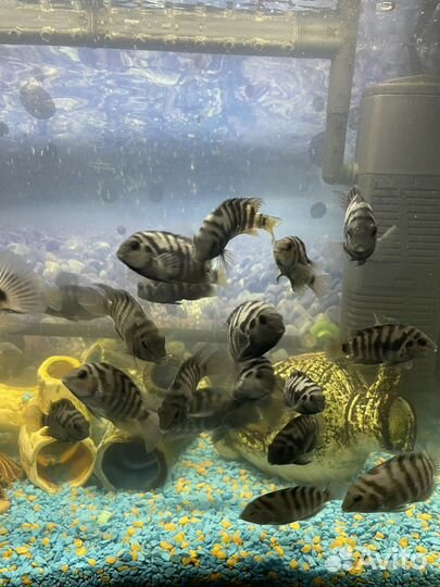 Цихлозома чернополосая мальки