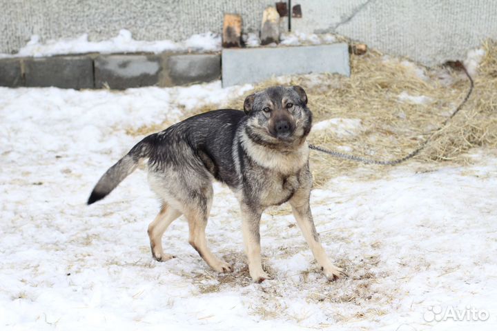 Собачка Боня в добрые руки