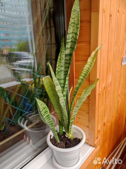 Сансевиерия