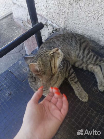 Котик в добрые руки