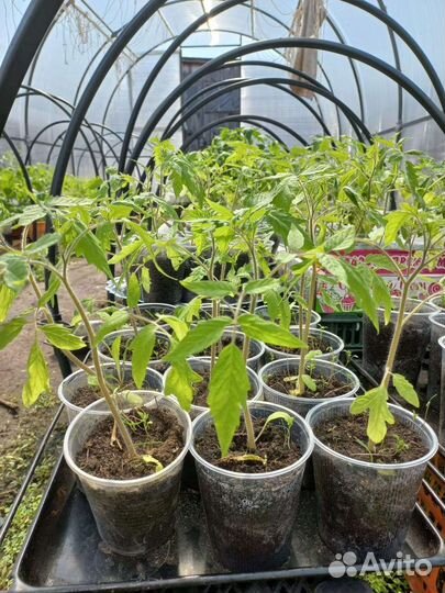 Рассада помидор