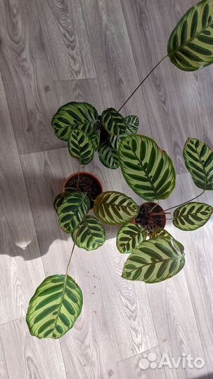 Калатеи, макаяна, орбифолия, мозайка