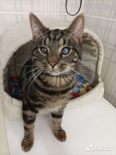 Отдадим в добрые руки котенка-Оскара