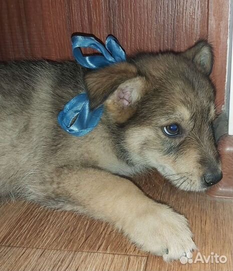 Щенок в добрые руки бесплатно