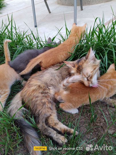 Котята в добрые руки бесплатно приучены к лотку