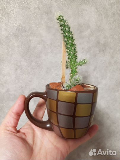 Кактус маммилярия в кружке 0.2 л