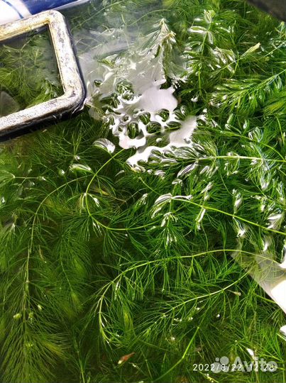 Роголистник