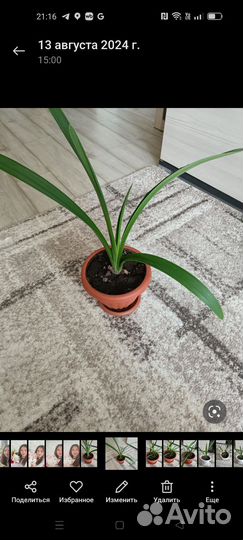 Комнатные цветы