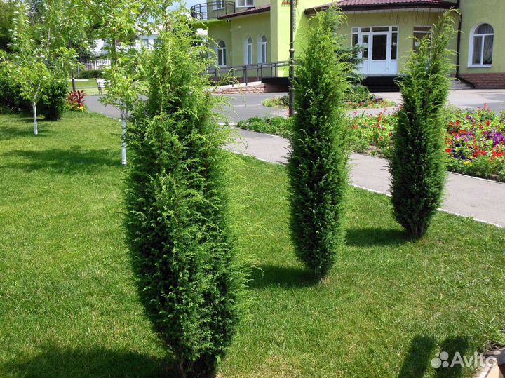 Туи зеленые
