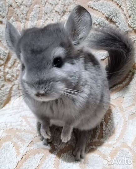 Шиншилла
