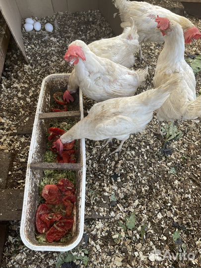 Куры несушки