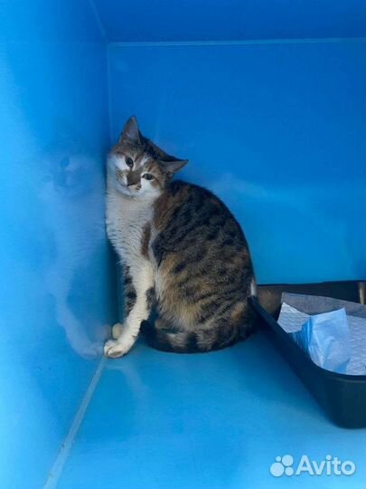 Несколько дней и кошку выпускают на улицу