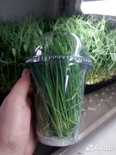 Микрозелень