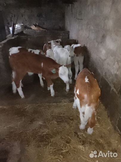 Бычки на откорм