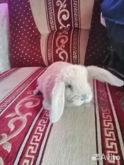 Французский баран кролики