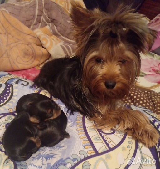 Йоркширский терьер щенки