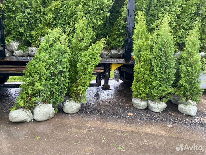 Туя Брабант от 1 м