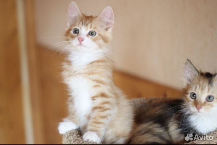 Рыжий котёнок мальчик в добрые руки