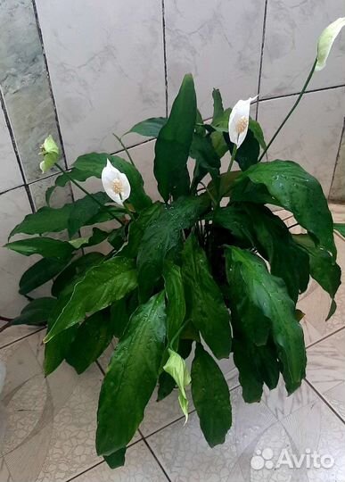 Спатифиллум Каланхоэ циперус