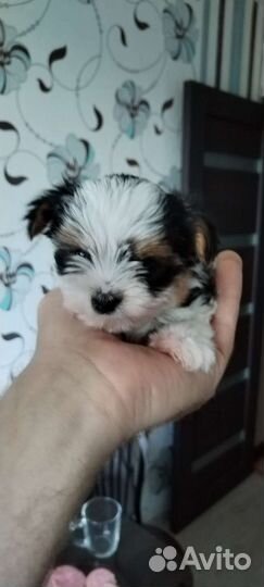 Щенки бивер йорка