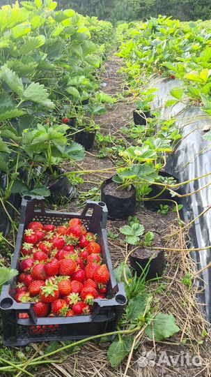 Рассада клубники земляники садовой ремонтантная