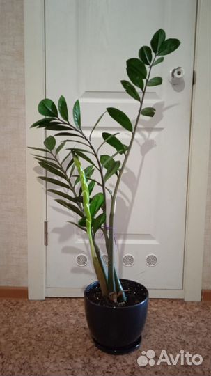 Замиокулькас