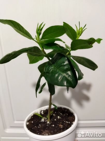 Гардения жасминовидная