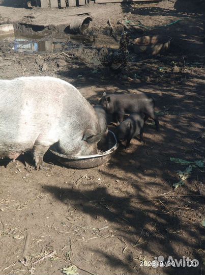 Вьетнамские вислобрюхие поросята