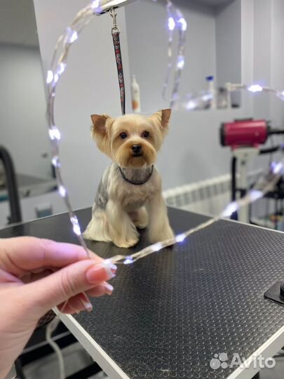 Груминг. Стрижка/линька собак и котиков