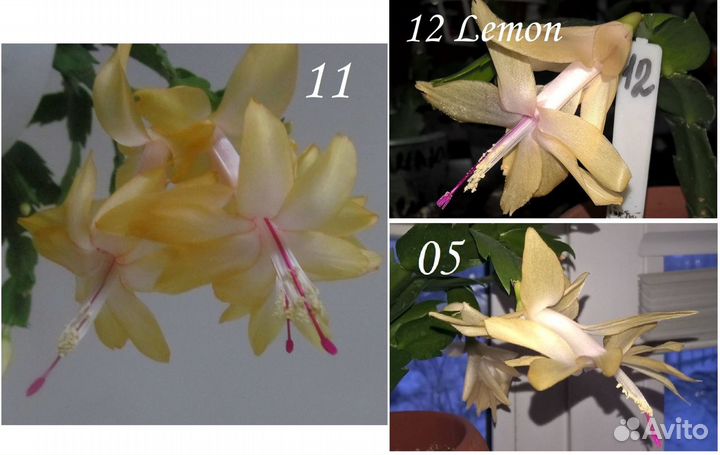 Декабрист (шлюмбергера или рождественский кактус)