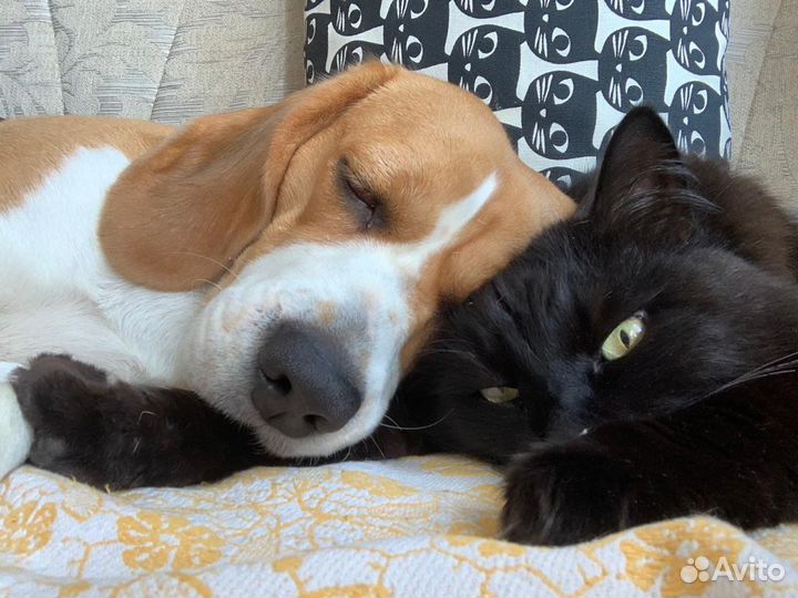 Передержка животных