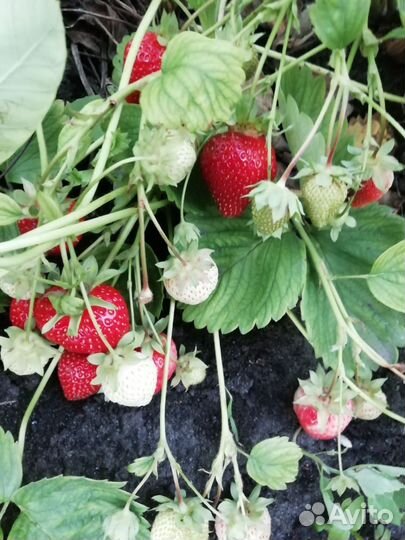 Земляника садовая рассада
