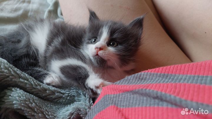 Котята мейн-кун