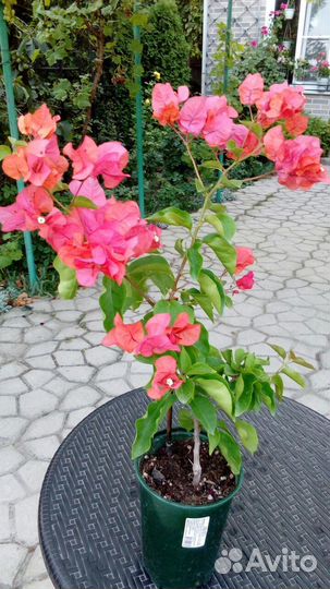 Бугенвиллия