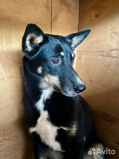 Собака в добрые руки отдам бесплатно