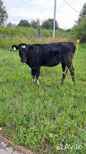 Телочка 8 мес