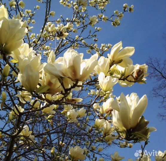 Магнолия
